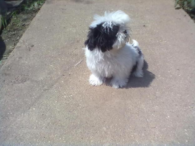 Vand ShihTzu superbi! - Pret | Preturi Vand ShihTzu superbi!