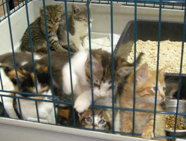 Ofer spre adoptie puisori de pisica - Pret | Preturi Ofer spre adoptie puisori de pisica