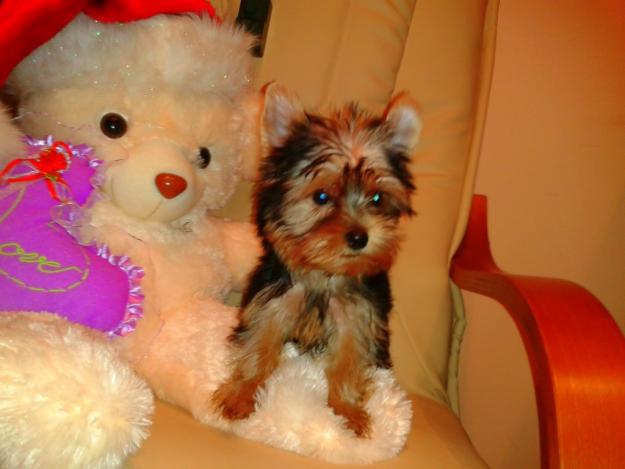 Vand catel Yorkshire Terrier - Pret | Preturi Vand catel Yorkshire Terrier