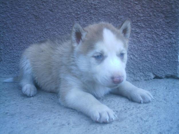 Vând căţelus HUSKY. - Pret | Preturi Vând căţelus HUSKY.