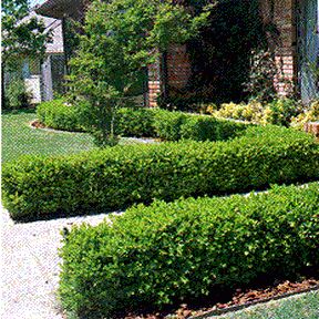 VAND BUXUS /MATERIALE HORTICOL - Pret | Preturi VAND BUXUS /MATERIALE HORTICOL