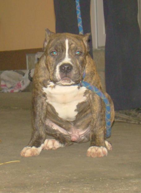 vand catei american bully - Pret | Preturi vand catei american bully