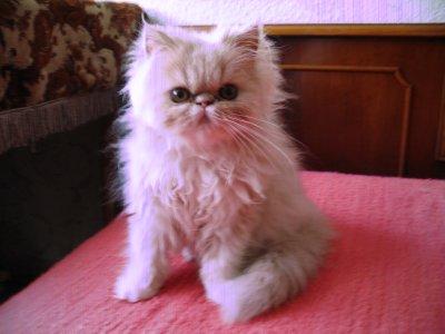Imi doresc fff mult un pui de pisica persana!!! - Pret | Preturi Imi doresc fff mult un pui de pisica persana!!!