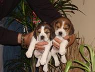 Catelusi Beagle - Pret | Preturi Catelusi Beagle