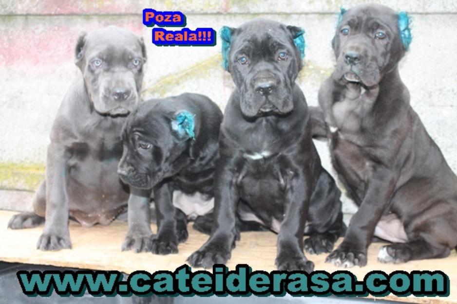 Cane Corso - Pret | Preturi Cane Corso