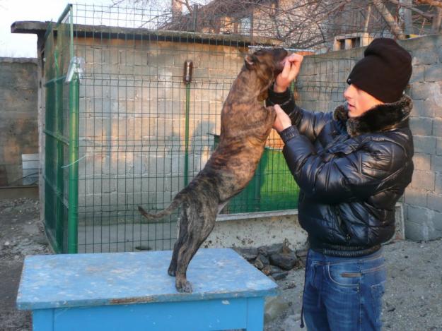 Vand Catelusa Dogo Canario - Pret | Preturi Vand Catelusa Dogo Canario