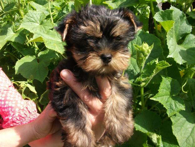 CATEI YORKSHIRE TERRIER - Pret | Preturi CATEI YORKSHIRE TERRIER