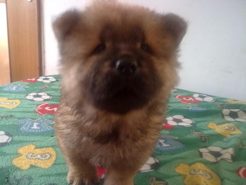 chow chow roscati 800 lei - Pret | Preturi chow chow roscati 800 lei