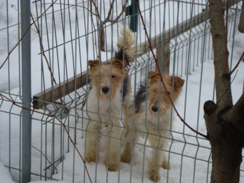 fox terrier sarmos - Pret | Preturi fox terrier sarmos