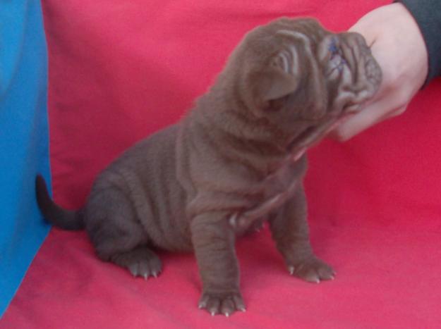 Shar-pei puppies for sale! - Pret | Preturi Shar-pei puppies for sale!