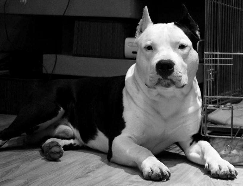 Pui Amstaff femela - Pret | Preturi Pui Amstaff femela