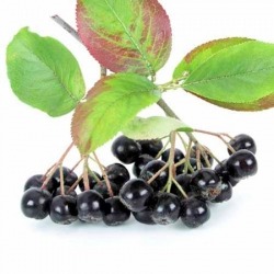 butasi ARONIA si alti arbusti puieti fructiferi:alun catina soc corn paducel nuc liliac - Pret | Preturi butasi ARONIA si alti arbusti puieti fructiferi:alun catina soc corn paducel nuc liliac