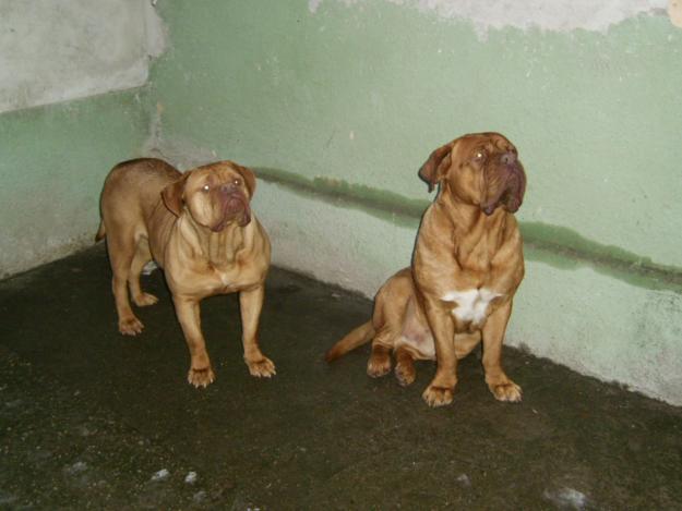 vand pereche dog de bordeaux fem 2 ani si masc 3 ani foarte cuminti - Pret | Preturi vand pereche dog de bordeaux fem 2 ani si masc 3 ani foarte cuminti