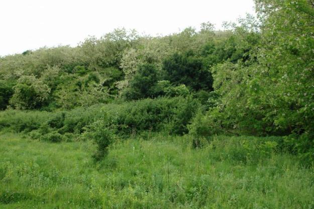 Padure de salcam, 16 hectare in jud Hunedoara - Pret | Preturi Padure de salcam, 16 hectare in jud Hunedoara