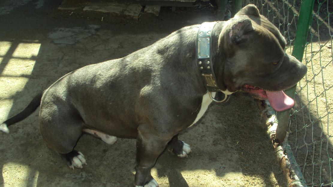 Pui Pitbbull ( amstaff ) BLUE - Pret | Preturi Pui Pitbbull ( amstaff ) BLUE