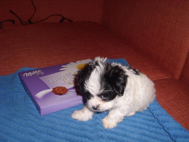 bichon havanez maro si negrii cu alb 100.e. - Pret | Preturi bichon havanez maro si negrii cu alb 100.e.
