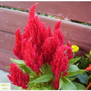 Celosia Plumosa - Pret | Preturi Celosia Plumosa