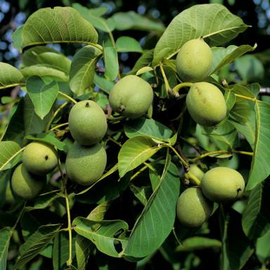 puieti nuc alun aronia pomi fructiferi arbusti de soi livrare si plantare - Pret | Preturi puieti nuc alun aronia pomi fructiferi arbusti de soi livrare si plantare