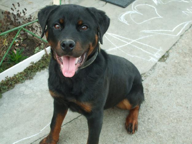 mascul rottwaailer - Pret | Preturi mascul rottwaailer
