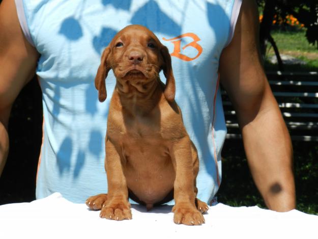 pui de vizsla maghiara - Pret | Preturi pui de vizsla maghiara