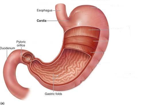 Analiza computerizata stomac si intestine la doar 10 ron! - Pret | Preturi Analiza computerizata stomac si intestine la doar 10 ron!