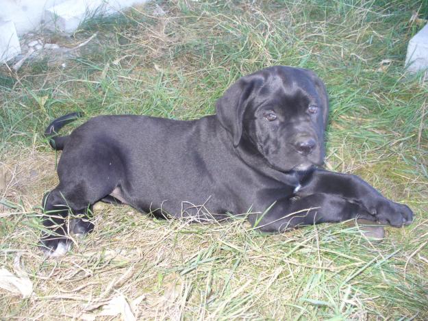 Vand catei cane corso-3 luni - Pret | Preturi Vand catei cane corso-3 luni