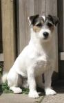 Vand catei Fox terrier - Pret | Preturi Vand catei Fox terrier