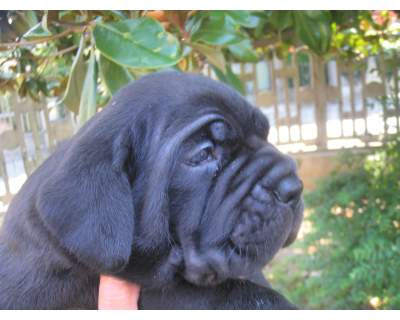 Cane Corso De Vanzare - Pret | Preturi Cane Corso De Vanzare