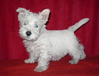 Westie _westie - Pret | Preturi Westie _westie