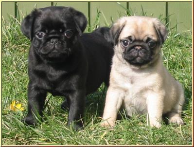 Catei Rasa Mops Pug De Vanzare - Pret | Preturi Catei Rasa Mops Pug De Vanzare