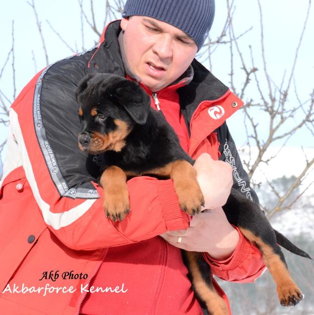 Canisa Akbarforce vinde pui Rottweiler cu pedigree - Pret | Preturi Canisa Akbarforce vinde pui Rottweiler cu pedigree