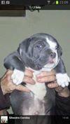 Catei American Bully - Pret | Preturi Catei American Bully