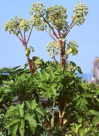 radacini se plante medicinale - Pret | Preturi radacini se plante medicinale