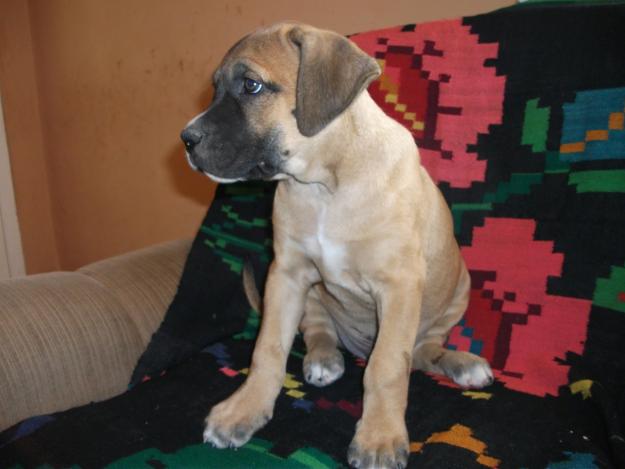 mascul cane corso de vanzare - Pret | Preturi mascul cane corso de vanzare