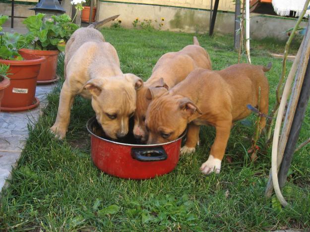 VIND PUI AMSTAFF DIN MASCUL CU PEDIGREE - Pret | Preturi VIND PUI AMSTAFF DIN MASCUL CU PEDIGREE