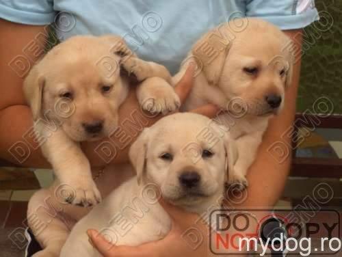 Vand catei Labrador rettriewer - Pret | Preturi Vand catei Labrador rettriewer