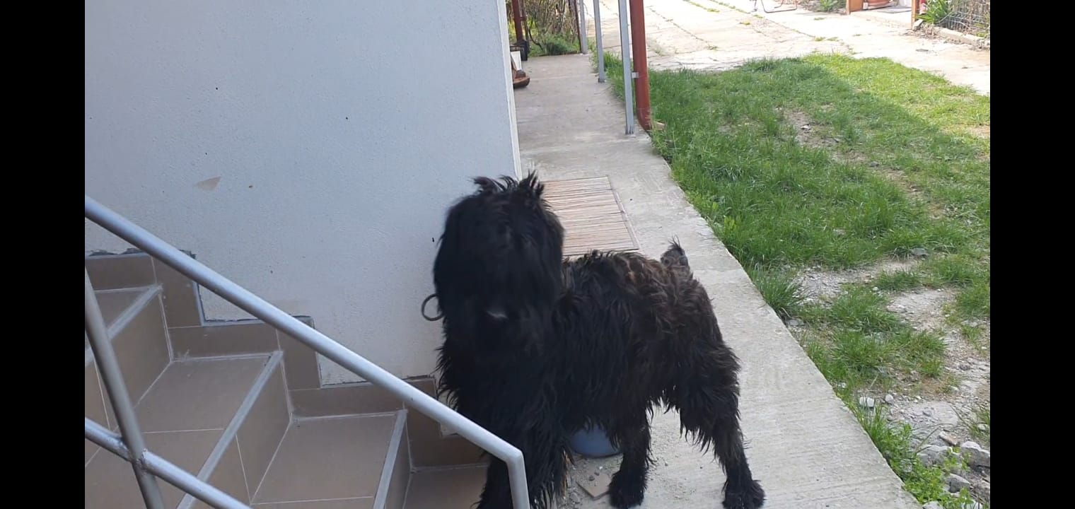 Mascul tchiorny terrier - Pret | Preturi Mascul tchiorny terrier