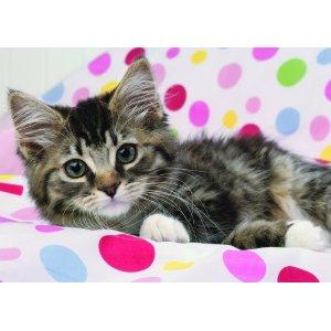 Puzzle Ravensburger 1000 Cute Kitten - Pret | Preturi Puzzle Ravensburger 1000 Cute Kitten