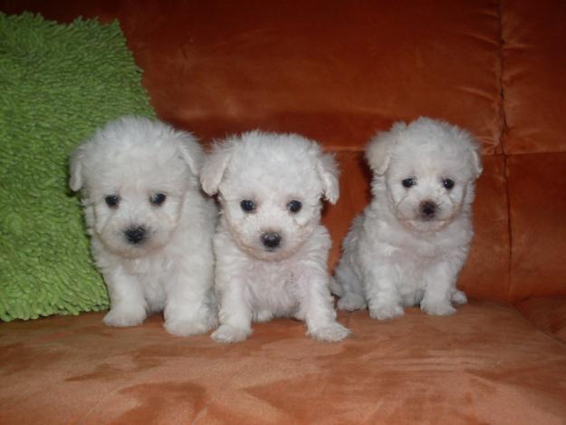 vand bichon bolognese mini toy,albi ca zapada - Pret | Preturi vand bichon bolognese mini toy,albi ca zapada