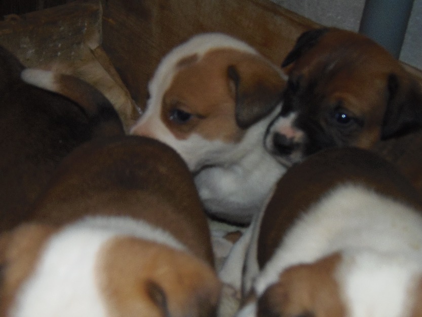 catei amstaff - Pret | Preturi catei amstaff