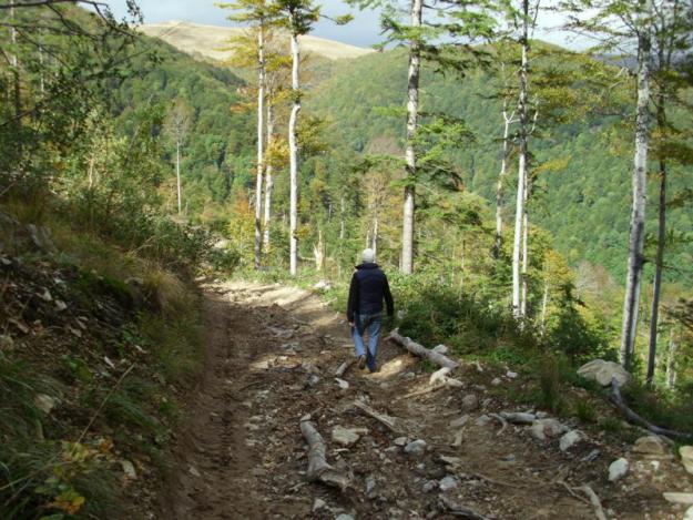 Vand padure de fag, 330 hectare, zona Targu-Jiu - Pret | Preturi Vand padure de fag, 330 hectare, zona Targu-Jiu