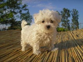 Bichon Maltese si Bichon Bolognese - Pret | Preturi Bichon Maltese si Bichon Bolognese