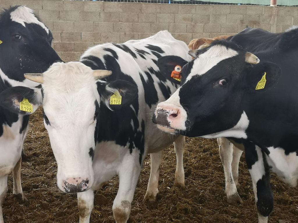 Fermă de Reproducție din rasa HOLSTEIN vinde juninci gestante - Pret | Preturi Fermă de Reproducție din rasa HOLSTEIN vinde juninci gestante