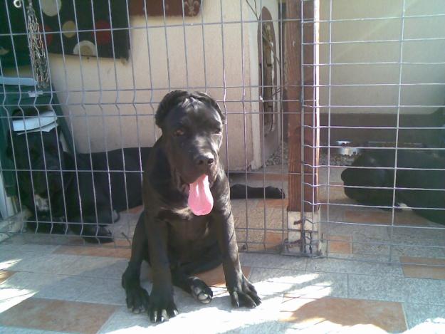 vand pui cane corso - Pret | Preturi vand pui cane corso