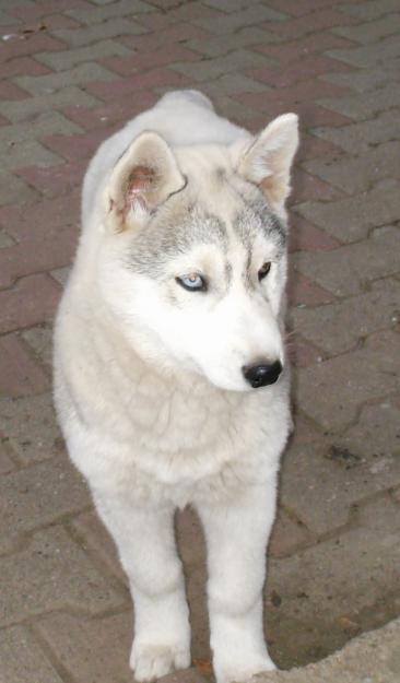 Husky Siberian - Pret | Preturi Husky Siberian