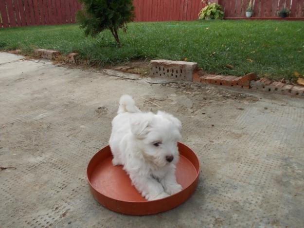 vand catelusi bichon maltez - Pret | Preturi vand catelusi bichon maltez