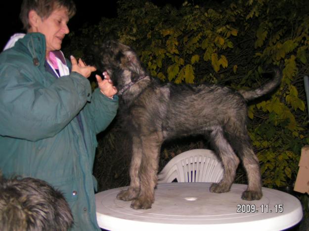 Riesenschnauzerwelpen pfeffersalz - Óriás schnauzer (só-bors) kölykök - Pret | Preturi Riesenschnauzerwelpen pfeffersalz - Óriás schnauzer (só-bors) kölykök