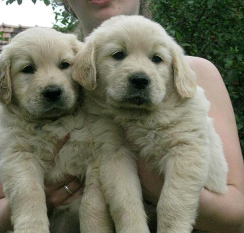 catei golden retriever - Pret | Preturi catei golden retriever