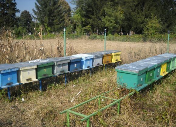 VAND 15 STUPI CU ALBINE - Pret | Preturi VAND 15 STUPI CU ALBINE