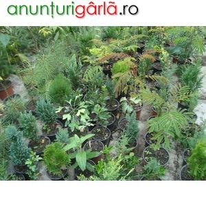 vand arbori si arbusti - Pret | Preturi vand arbori si arbusti